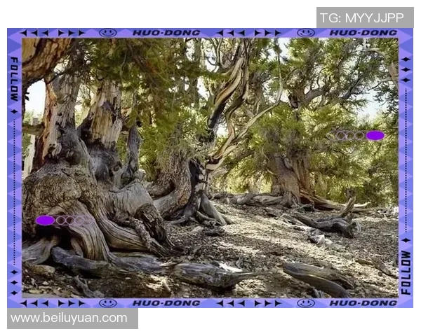 探索布莱克尼的魅力与历史深度,揭示其在文化与自然中的独特地位 探索布莱克尼的魅力与历史深度,揭示其在文化与自然中的独特地位