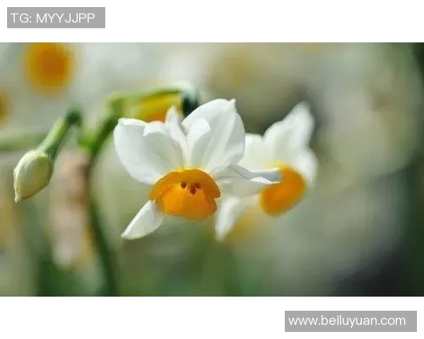 吕俊虎的成长之路：从平凡少年到卓越领袖的奋斗故事