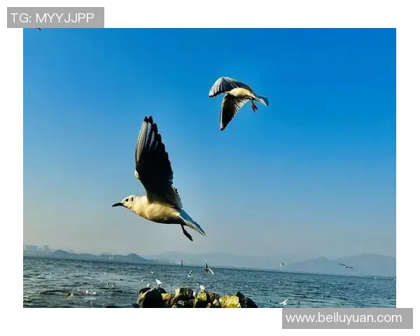 火车头与红宝石的较量:速度与价值的碰撞与交融 火车头与红宝石的较量:速度与价值的碰撞与交融